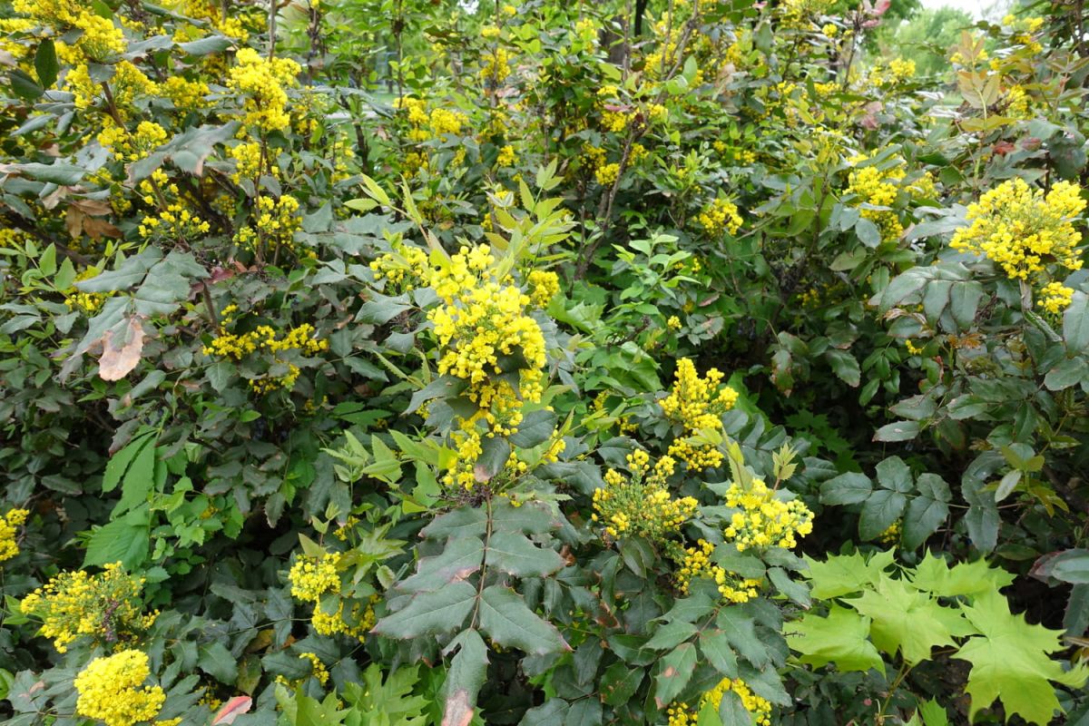 Le mahonia : une touche de couleur hivernale dans votre jardin