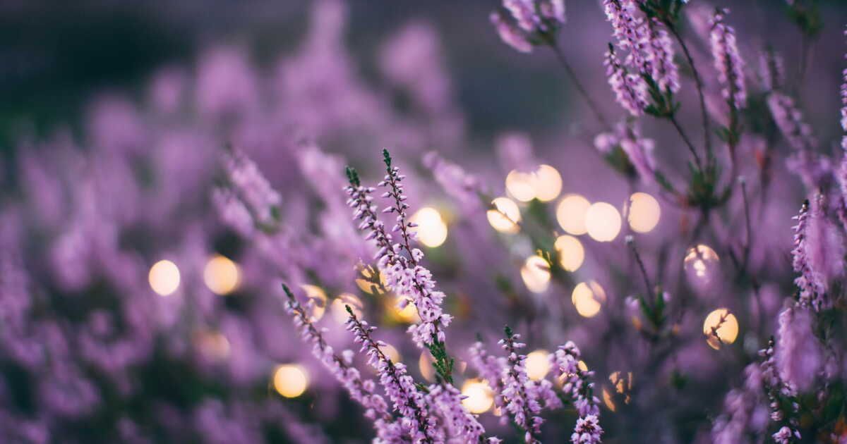 Multiplier la lavande : une technique simple et efficace