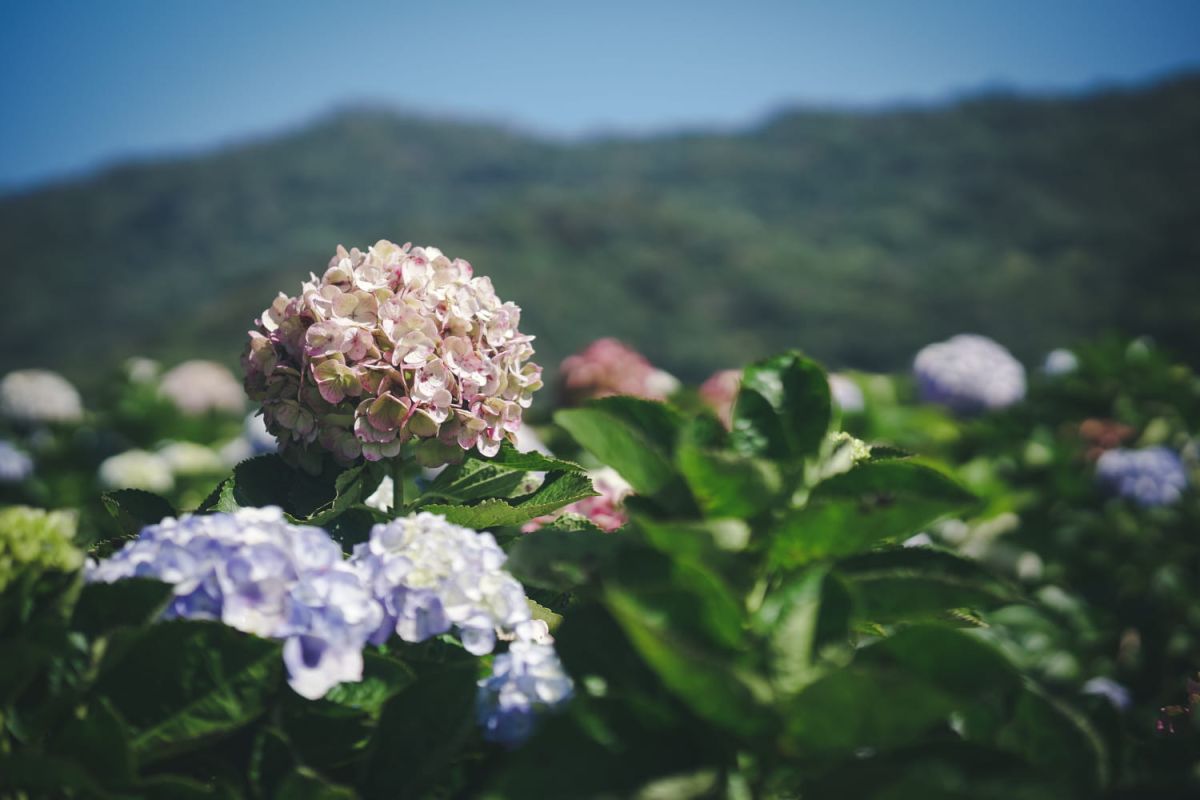 Protéger vos hortensias de la sécheresse : conseils et astuces