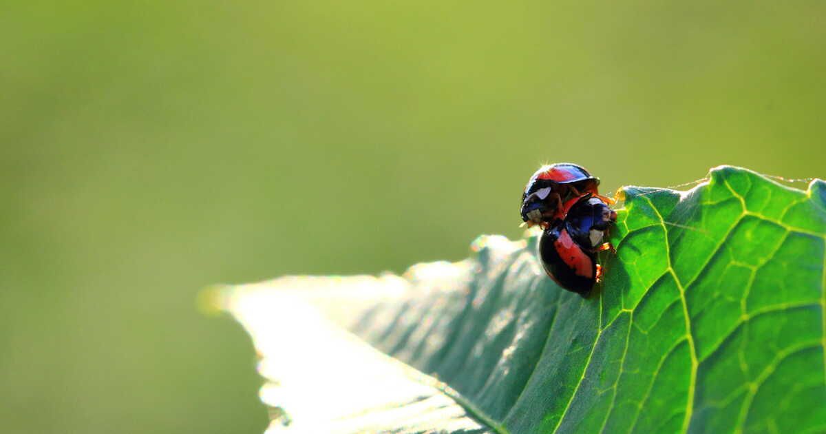 Jardinage bio : 5 astuces pour un jardin sain et durable