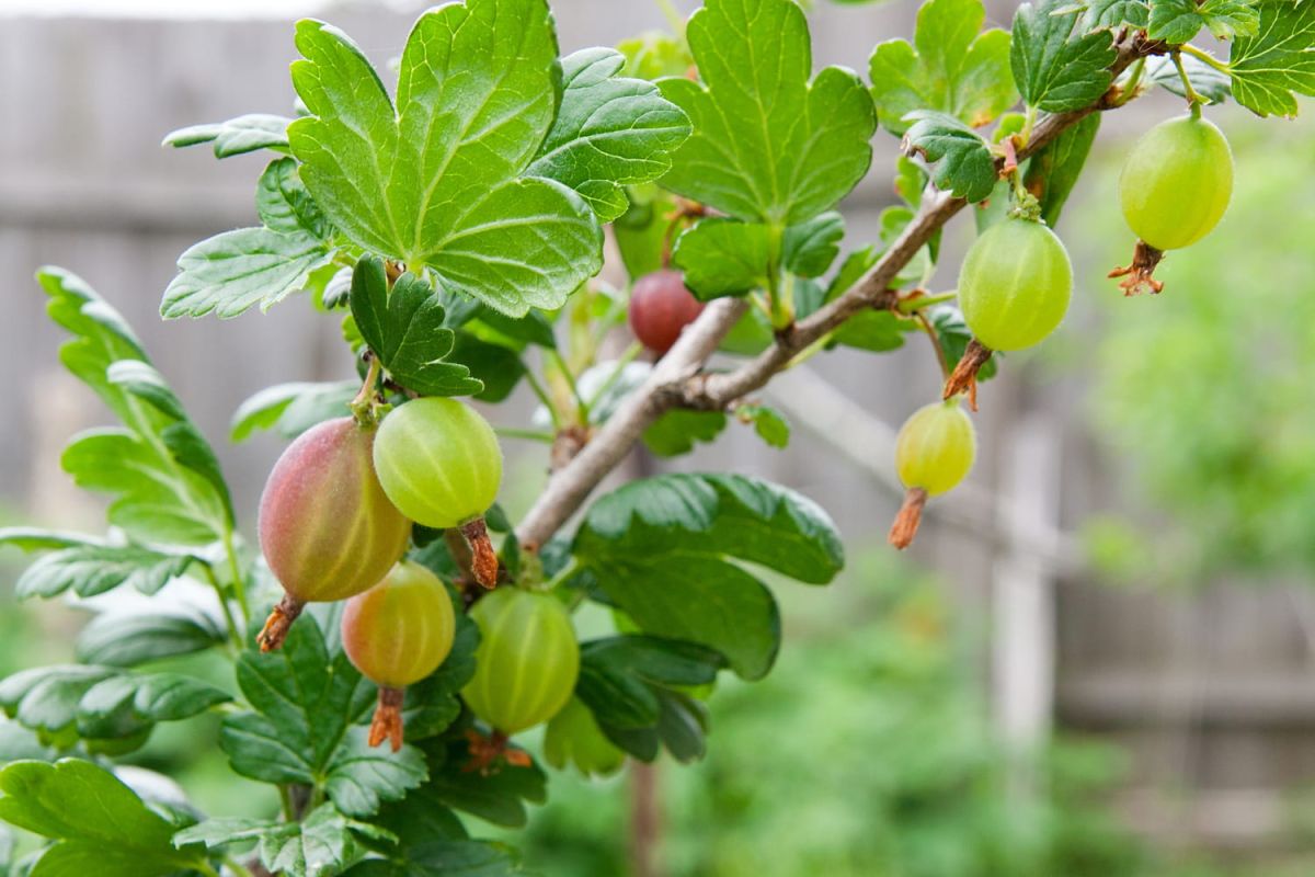 Le groseillier à maquereau : un trésor oublié des jardins