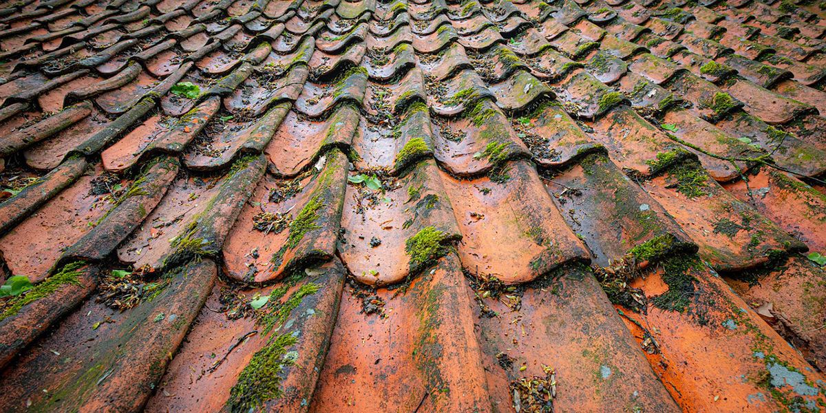 L'importance d'un nettoyage régulier de votre toiture