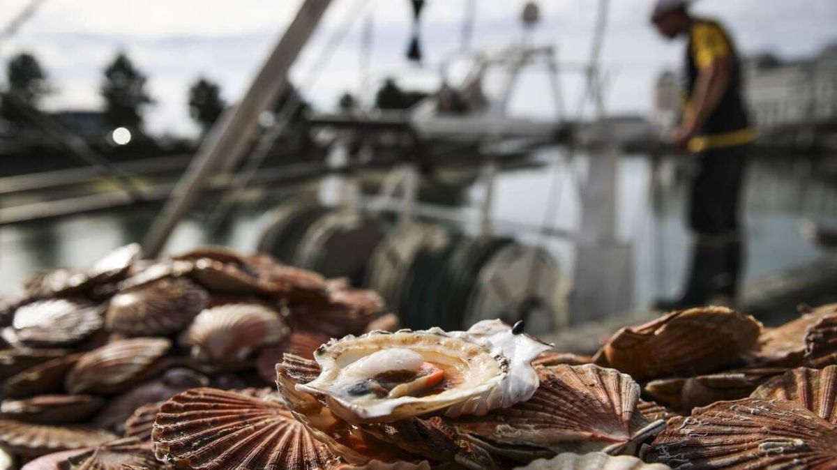 La coquille Saint-Jacques de Normandie reçoit l'écolabel de pêche durable