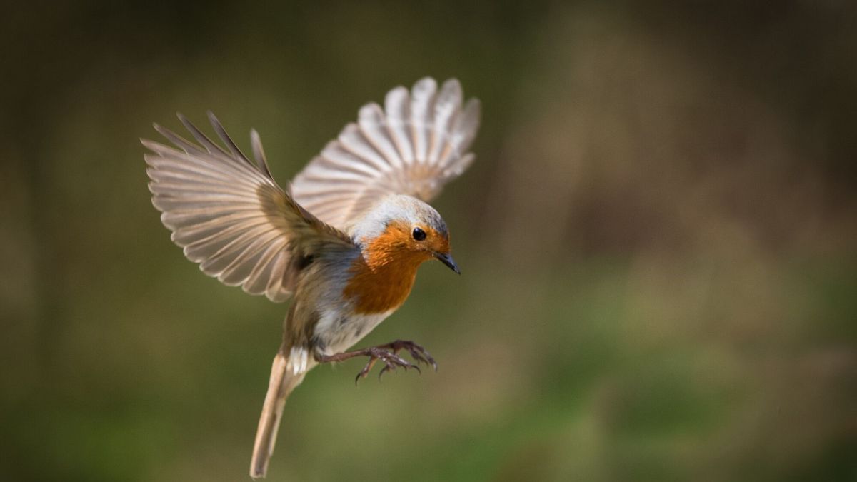 Reconnaître les chants des oiseaux facilement avec votre smartphone