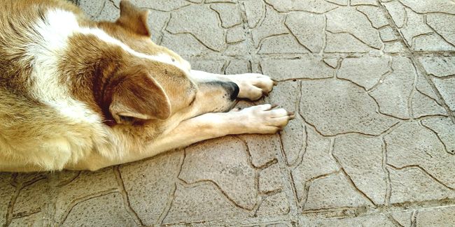 Transformez votre extérieur avec le béton imprimé