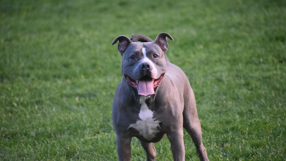 Une tragédie touchante : un grand-père et sa petite-fille retrouvés morts, alarmante présence canine