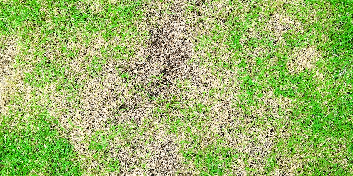 Pourquoi votre gazon refuse-t-il de pousser ? Les raisons et solutions à connaître