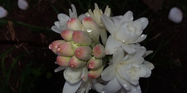 La tubéreuse : une étoile de l'automne