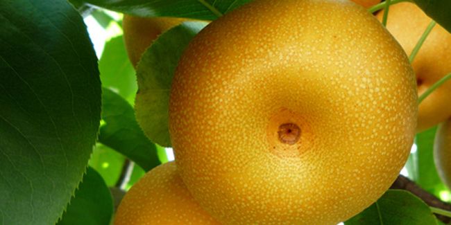 Le nashi : un fruit à découvrir