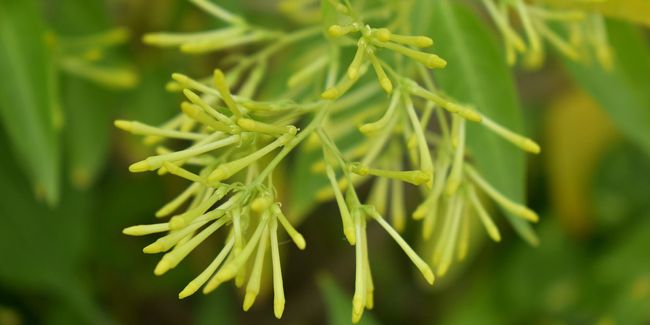 Le Galant de Nuit : Un Parfum Envoûtant Sous les Étoiles