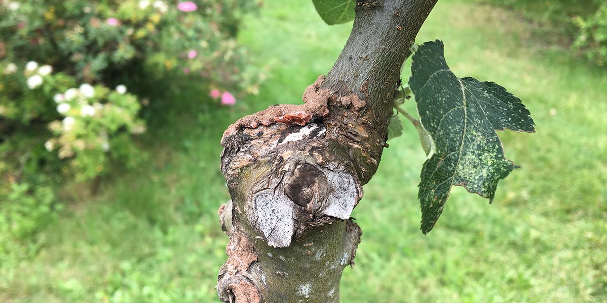 Techniques de greffage pour un pommier réussi