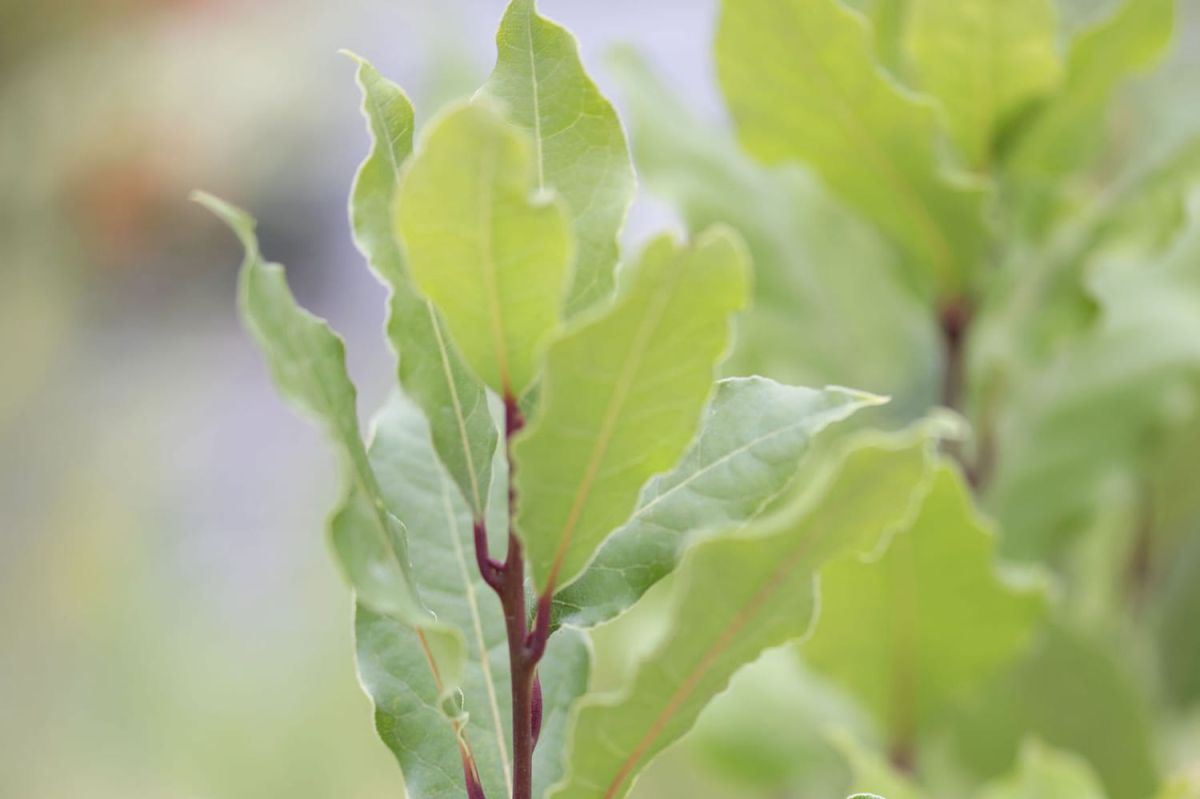 Les secrets pour bien tailler votre laurier