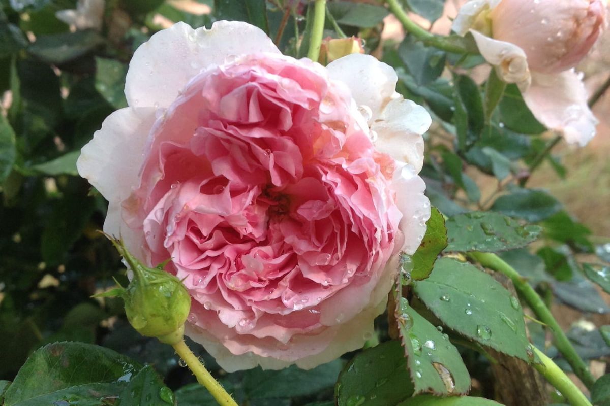 Plongez dans l'univers enchanteur des roses anglaises