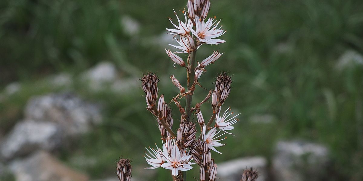 À la découverte de l'asphodèle à petits fruits