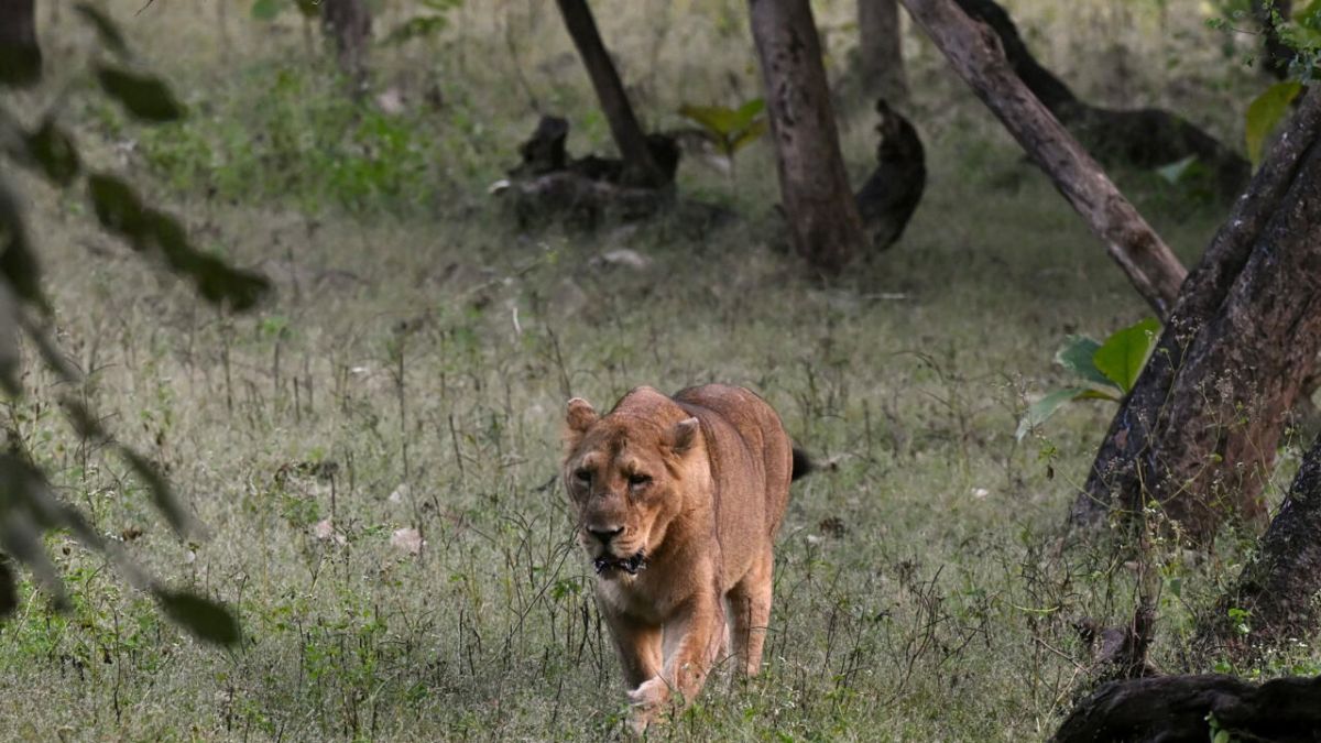 La renaissance des lions d'Asie en Inde : un succès éloquent