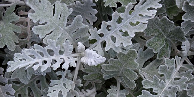 La cinéraire maritime : un trésor pour les jardins en bord de mer