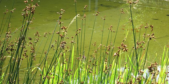 Le scirpe lacustre : une plante aux vertus écologiques et décoratives