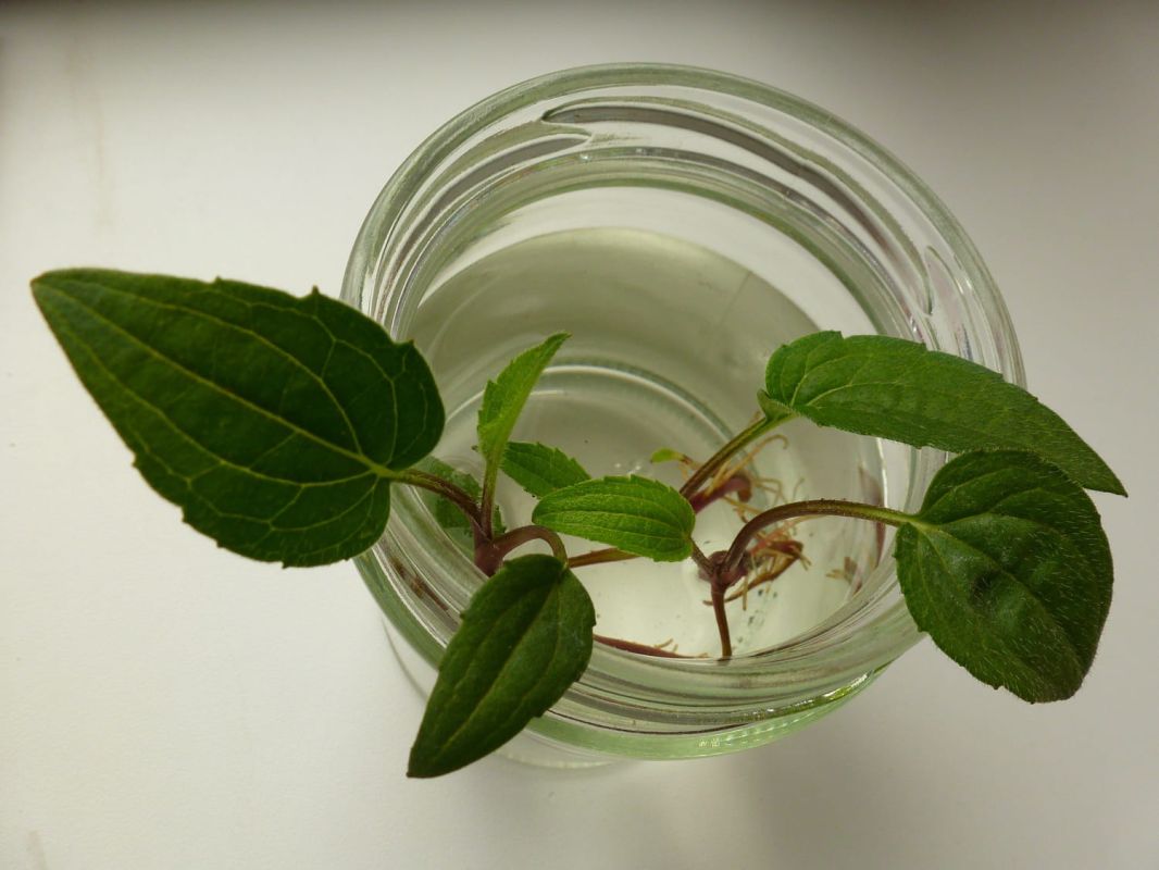 Bouturer une plante : les clés de la réussite