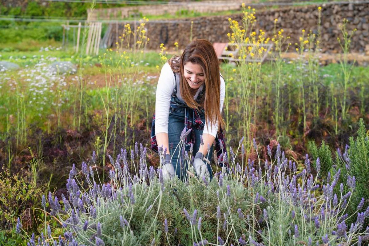 Préparez votre lavande pour une floraison éclatante l'année prochaine