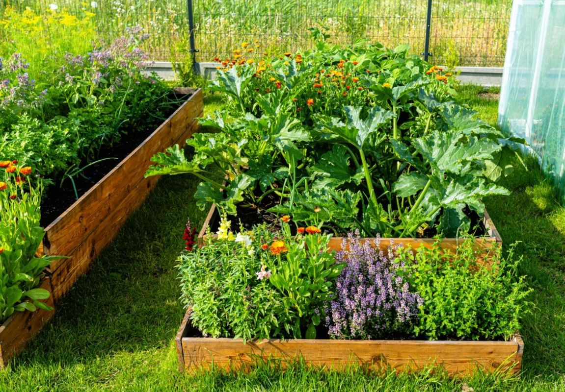 Un potager florissant : la magie du compagnonnage végétal