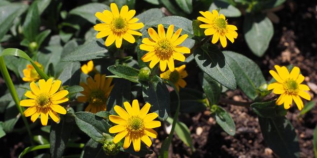 Découvrez la sanvitalie, la plante aux fleurs éclatantes