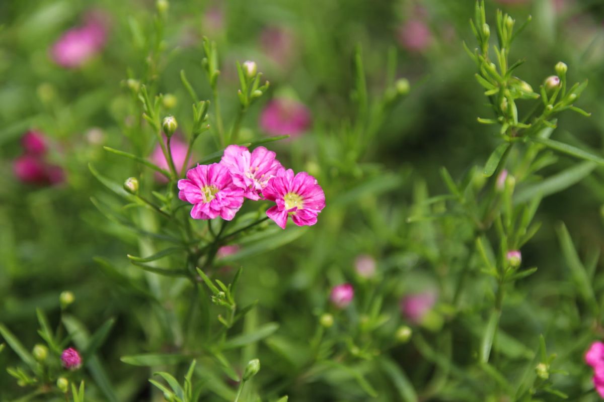 Le gypsophile : une plante intemporelle pour jardins et bouquets