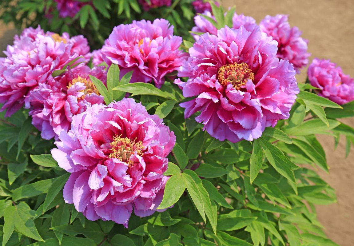 Secrets pour cultiver des pivoines en pot : plantation, entretien et floraison