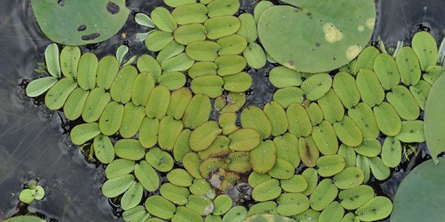 Salvinie, la fougère flottante aux multiples atouts
