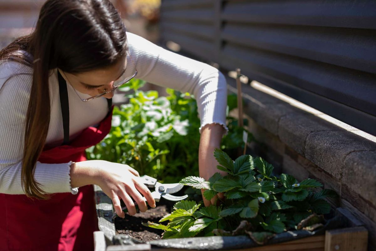 Transformez votre potager avec des radis prêts en 18 jours