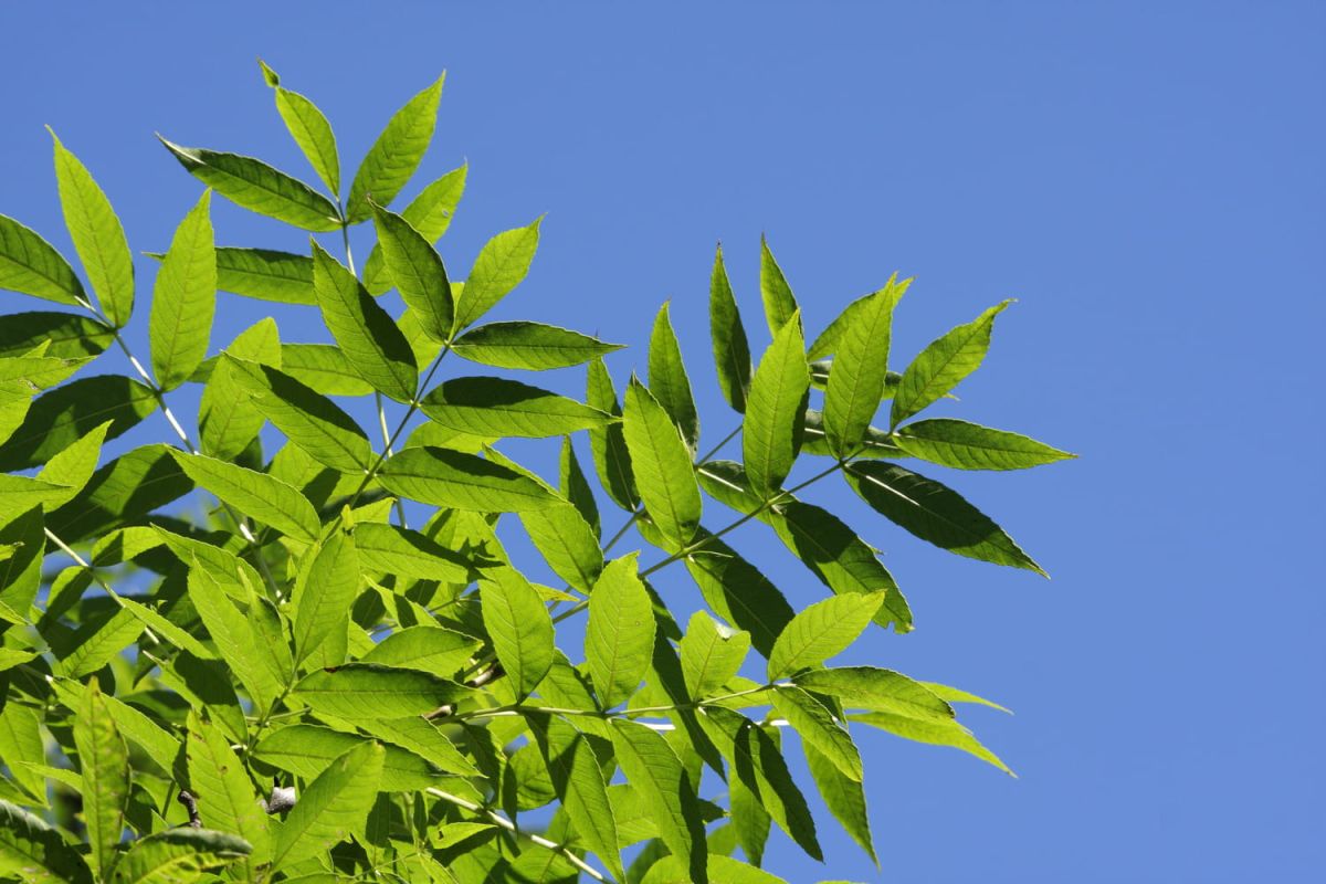 Découvrez le frêne : un arbre aux multiples atouts