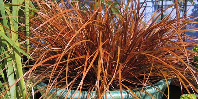 Uncinia rubra : une plante vivace au charme unique