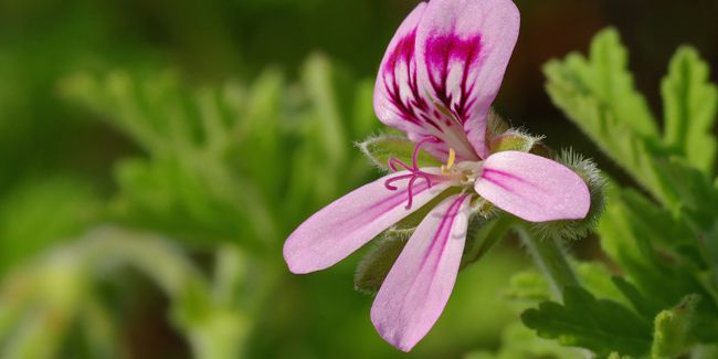Doux parfum de géranium rosat : un trésor aux mille vertus