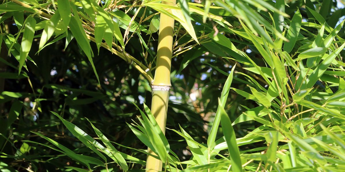 Découvrez le monde fascinant du bambou au jardin
