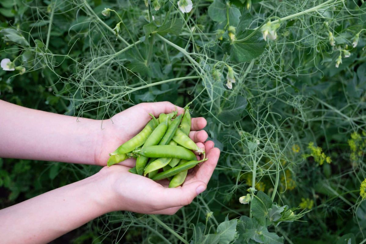 Quand planter des petits pois pour une récolte réussie ?