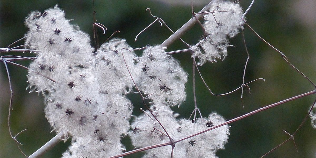 Guide pratique de la taille des clématites
