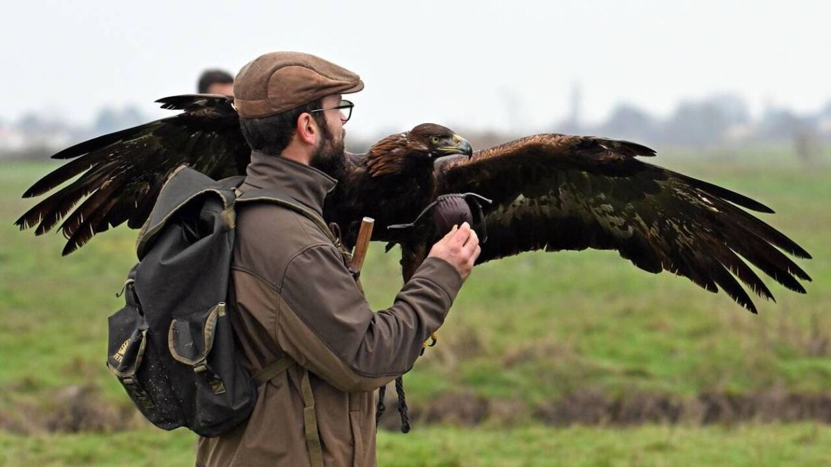 Au cœur du Marais breton-vendéen, la passion des aigles en action