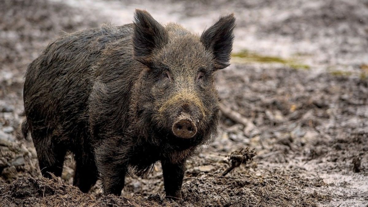 Un maire du Maine-et-Loire se retrouve blessé après une rencontre inattendue avec un sanglier