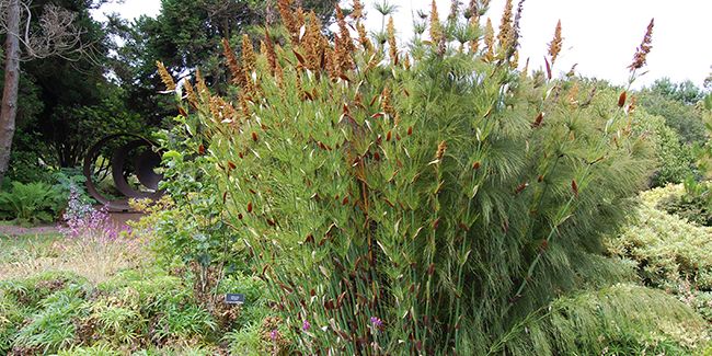 La prêle restio : un atout décoratif pour vos jardins aquatiques