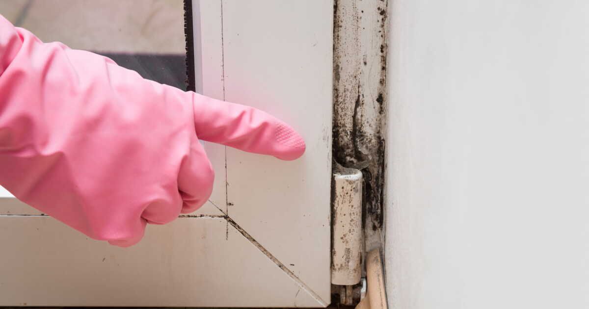 Éliminer les moisissures efficacement