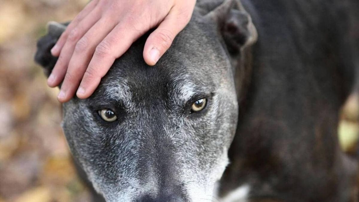 Un jeune homme de Cholet condamné pour maltraitance animale : une décision qui fait débat