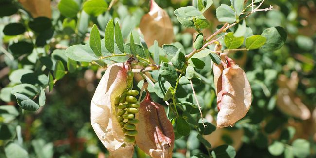 Le baguenaudier : un arbuste robuste et orné