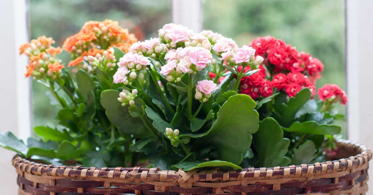 Réveillez la beauté de votre kalanchoe