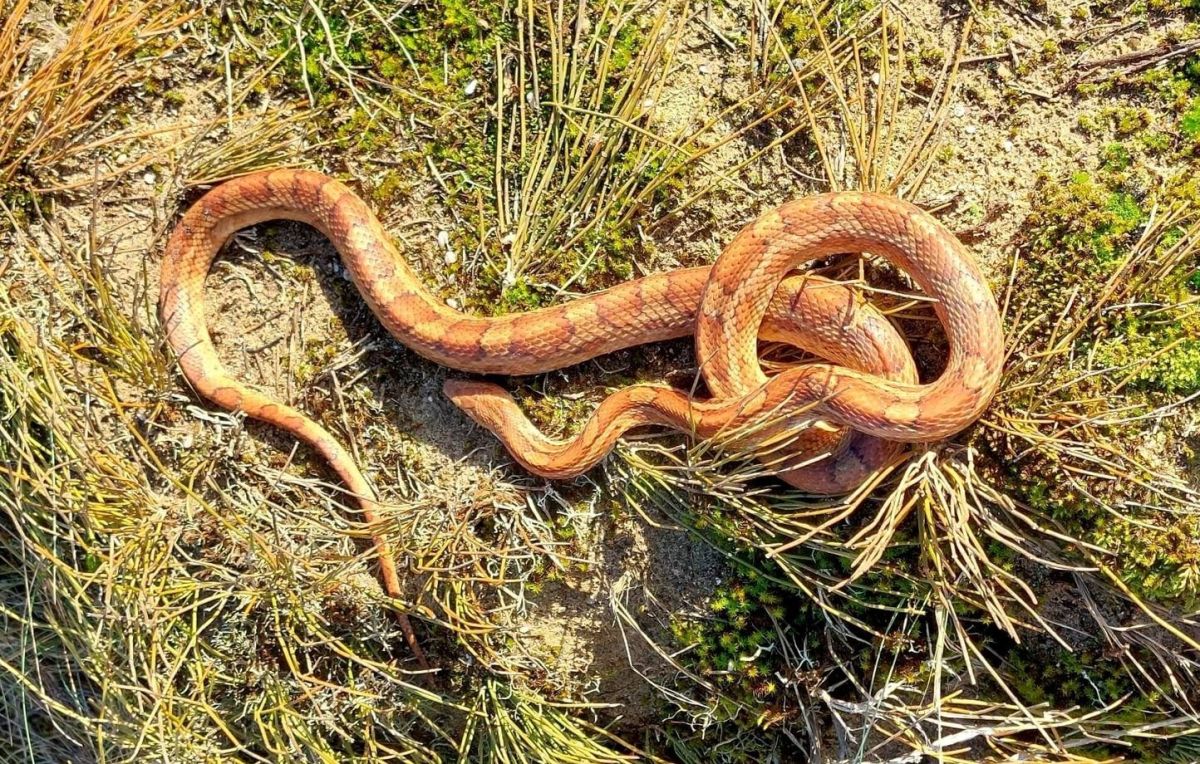 Un serpent géant pris au piège en Vendée : une disparition inquiétante
