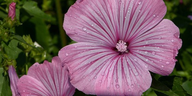 Plongée dans l'univers de la lavatère annuelle