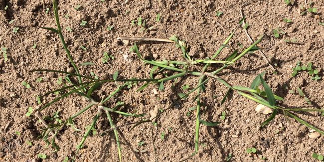 Comment lutter efficacement contre le chiendent dans votre jardin