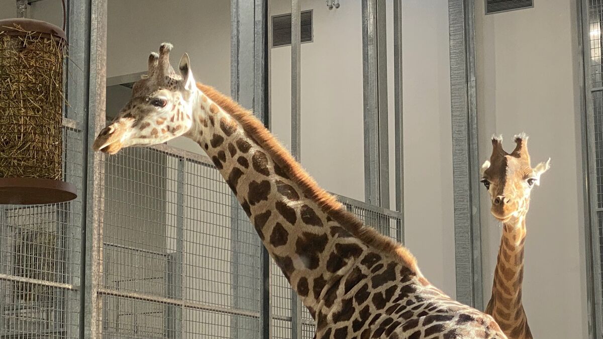 Les girafes retrouvent leur place au zoo d'Amiens après trois décennies d'absence
