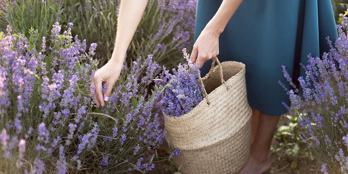 Les secrets de la lavande : purin et bienfaits pour votre jardin
