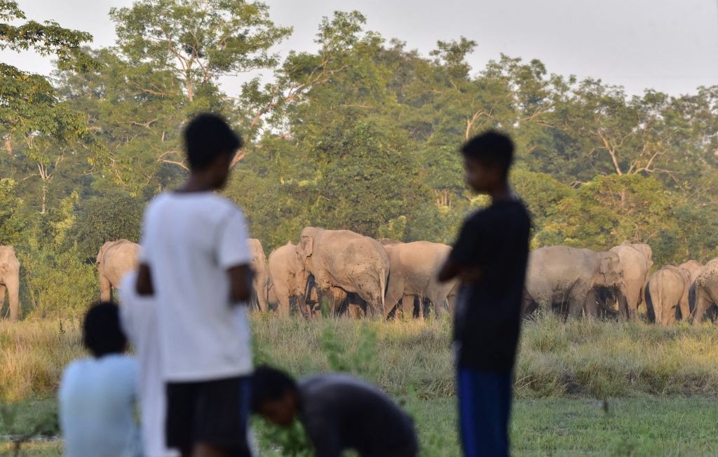 Collision tragique : sept éléphants périssent sous un train en Inde
