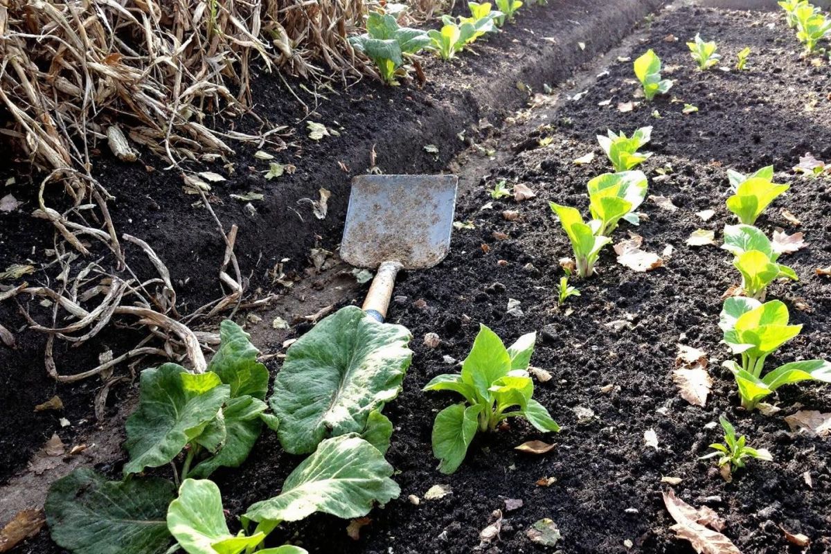 Revitalisez votre potager : le mélange idéal après les récoltes d'août