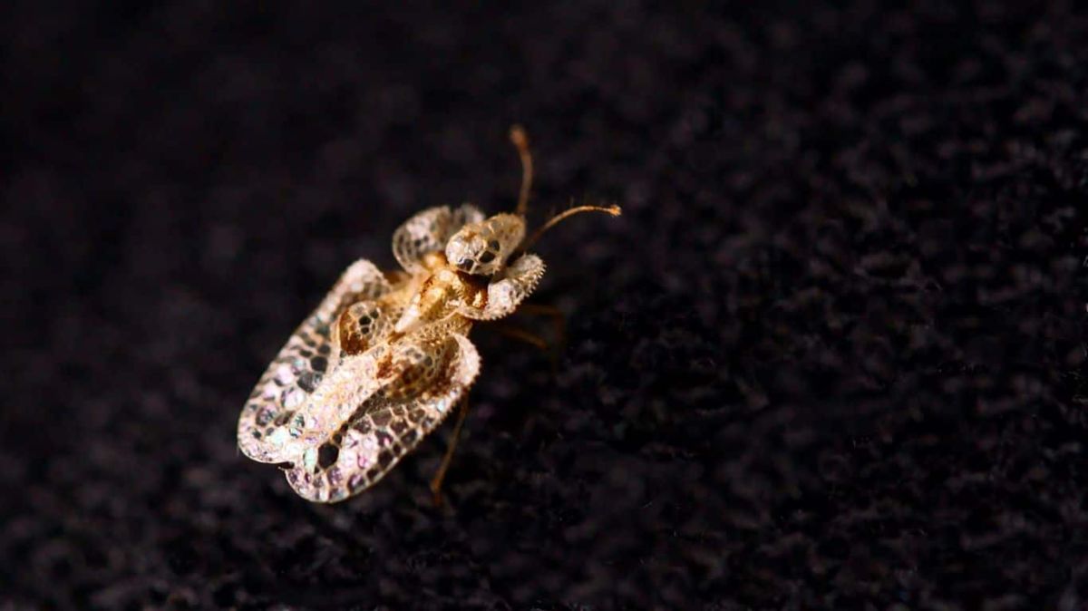 Un nouvel insecte menace les Parisiens : les tigres des platanes à l'assaut